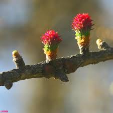 Attēlu rezultāti vaicājumam “Larix decidua flower”