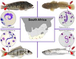 Image result for Chelon richardsonii