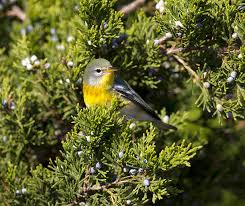 Image result for Parula americana