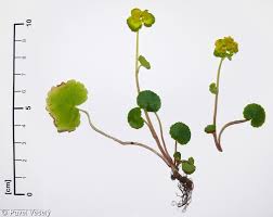 Attēlu rezultāti vaicājumam “Chrysosplenium alternifolium leaf”