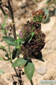 Attēlu rezultāti vaicājumam “Trifolium montanum fruit”