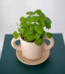 「銅錢草」的圖片搜尋結果