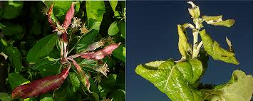 Attēlu rezultāti vaicājumam “Thecabius affinis”