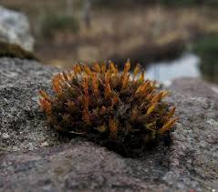 Attēlu rezultāti vaicājumam “Orthotrichum anomalum”