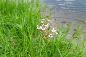 Attēlu rezultāti vaicājumam “Butomaceae”