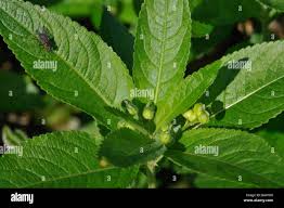 Attēlu rezultāti vaicājumam “Mercurialis perennis bud”