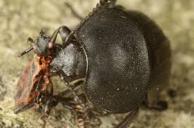 Attēlu rezultāti vaicājumam “Silpha obscura”