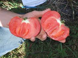 Afbeeldingsresultaat voor prudence purple tomato