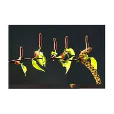 Attēlu rezultāti vaicājumam “Betula pendula flower”