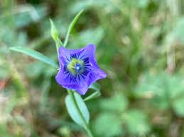 Attēlu rezultāti vaicājumam “Linum catharticum fruit”