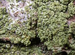 Attēlu rezultāti vaicājumam “Lecanora conizaeoides”