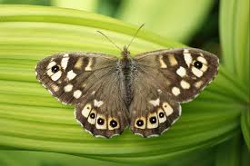 Attēlu rezultāti vaicājumam “Pararge aegeria upperside”