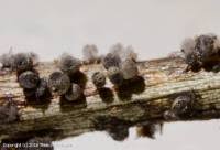 Attēlu rezultāti vaicājumam “Lamproderma pseudomaculatum”