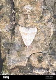 Attēlu rezultāti vaicājumam “Nola aerugula”