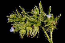 Attēlu rezultāti vaicājumam “Anchusa arvensis flower”