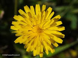 Attēlu rezultāti vaicājumam “Hypochaeris radicata fruit”