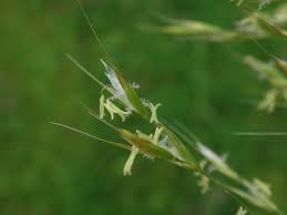 Attēlu rezultāti vaicājumam “Trisetum flavescens flower”