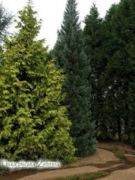 Attēlu rezultāti vaicājumam “Thuja plicata”