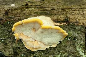 Attēlu rezultāti vaicājumam “Antrodiella serpula”