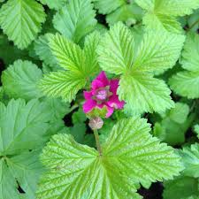 Attēlu rezultāti vaicājumam “Rubus arcticus”