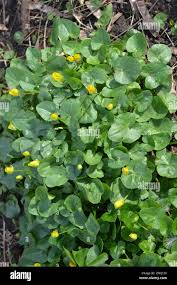 Attēlu rezultāti vaicājumam “Ficaria verna”