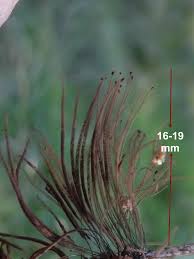 Attēlu rezultāti vaicājumam “Stemonitopsis aequalis (var. aequalis) stalked”