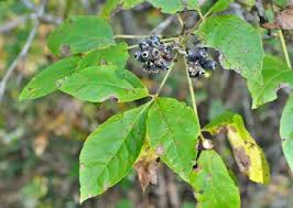 Attēlu rezultāti vaicājumam “Eleutherococcus sessiliflorus”