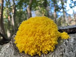 Attēlu rezultāti vaicājumam “Heterotrichia pomiformis (syn. Arcyria pomiformis)”