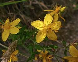 Attēlu rezultāti vaicājumam “Hypericum perforatum bud”