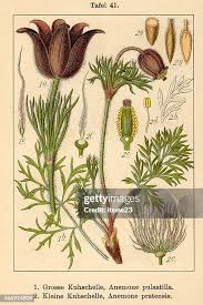 Attēlu rezultāti vaicājumam “Pulsatilla pratensis leaf”