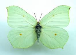 Attēlu rezultāti vaicājumam “Gonepteryx rhamni male”