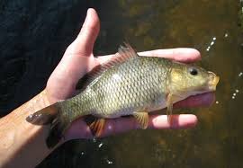 Image result for Cyprinus carpio