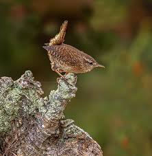 Attēlu rezultāti vaicājumam “Troglodytes troglodytes”