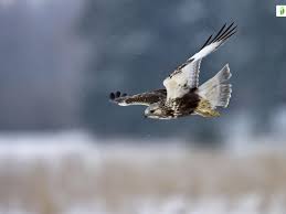 Attēlu rezultāti vaicājumam “Buteo lagopus adult”