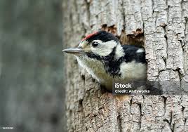 Attēlu rezultāti vaicājumam “Dendrocopos major female”