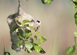 Attēlu rezultāti vaicājumam “Remiz pendulinus adult”