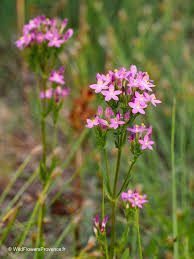 Image result for Centaurium erythraea