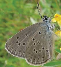 Attēlu rezultāti vaicājumam “Maculinea alcon”
