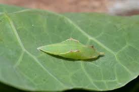 Attēlu rezultāti vaicājumam “Pieris rapae larva”