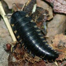 Attēlu rezultāti vaicājumam “Silpha obscura larva”