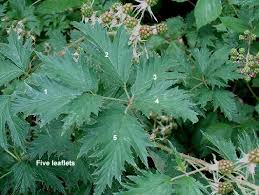 Attēlu rezultāti vaicājumam “Libanotis montana leaf”