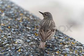 Image result for Anthus petrosus