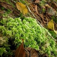 Attēlu rezultāti vaicājumam “Sphagnum palustre”