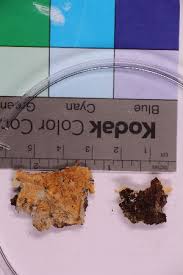 Attēlu rezultāti vaicājumam “Leucogyrophana sororia”