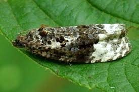 Attēlu rezultāti vaicājumam “Apotomis betuletana”