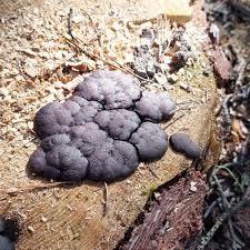 Attēlu rezultāti vaicājumam “Amaurochaete atra macro”