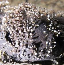 Attēlu rezultāti vaicājumam “Eocronartium muscicola”