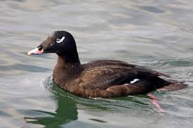 Attēlu rezultāti vaicājumam “Melanitta fusca male”