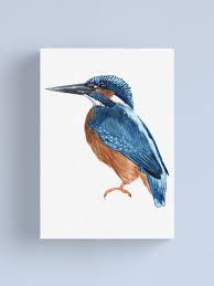 Attēlu rezultāti vaicājumam “Alcedo atthis”