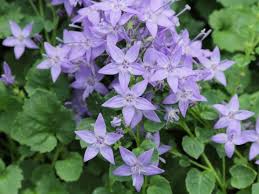 Image result for Campanula strigosa